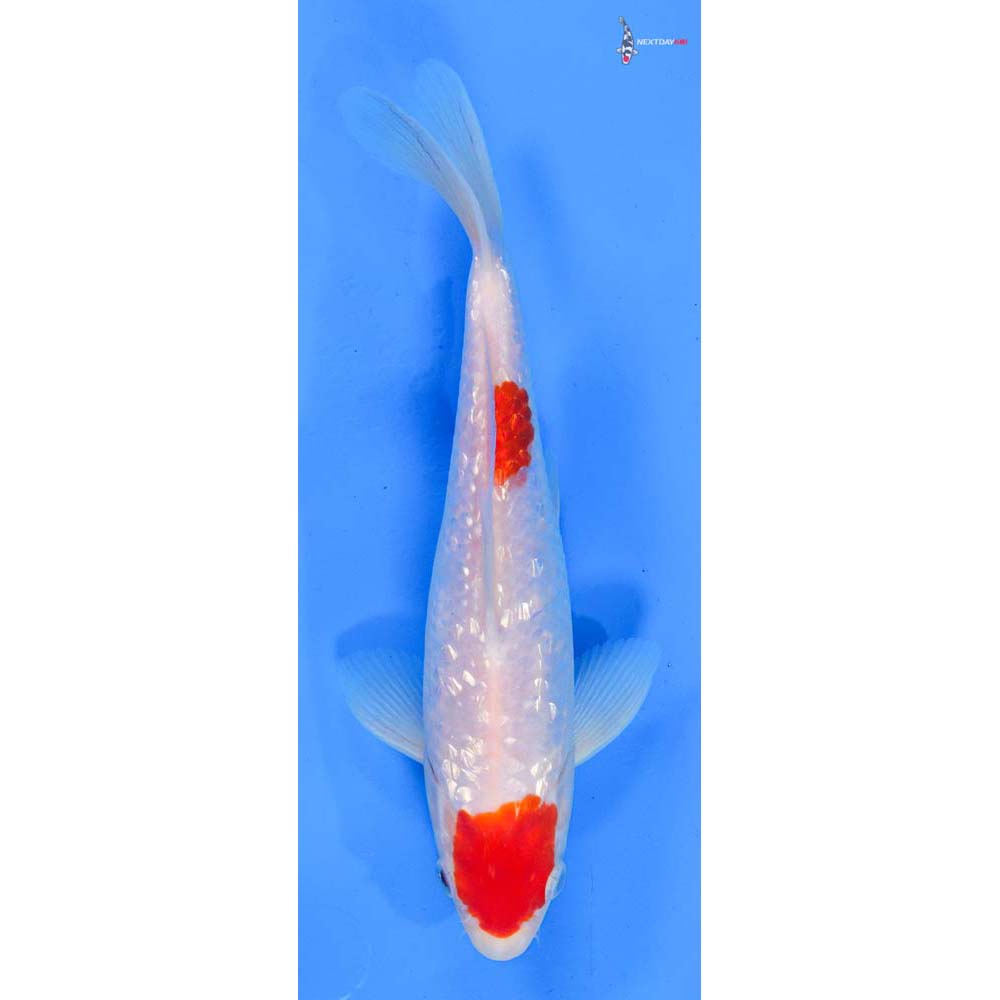 8.5” Imported Gin Rin Kohaku