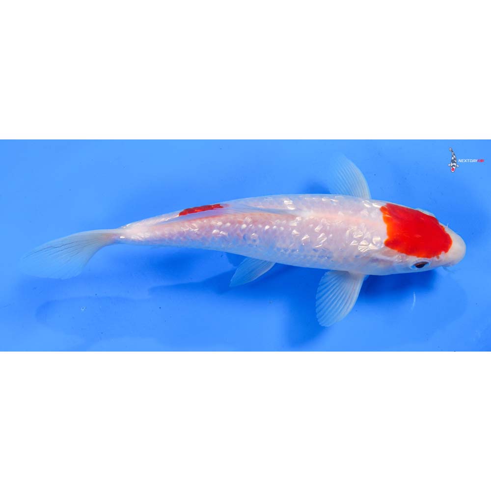 8.5” Imported Gin Rin Kohaku