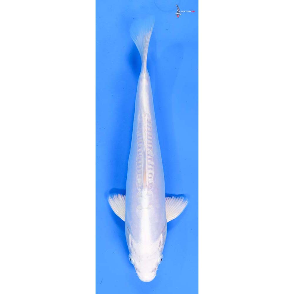9.5” Imported Doitsu Platinum Ogon