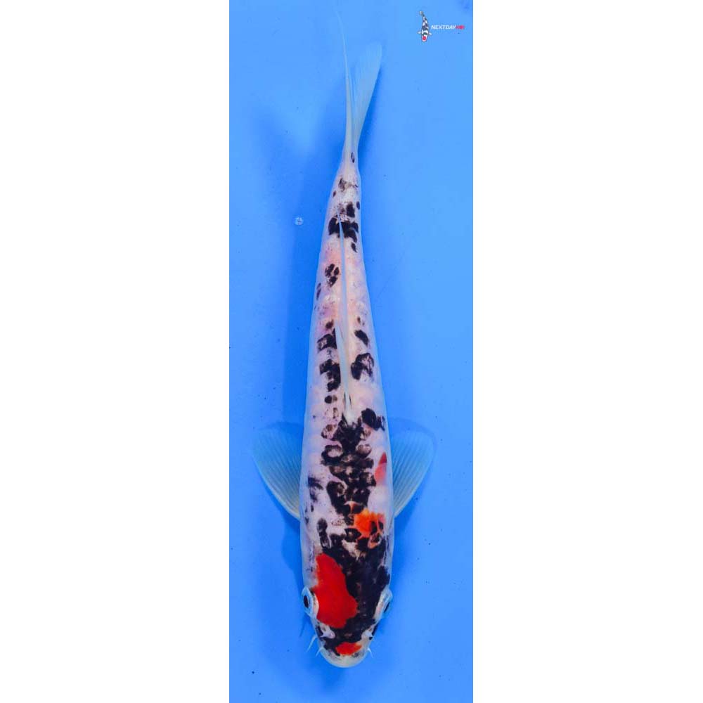 8.5” Imported Doitsu Goshiki