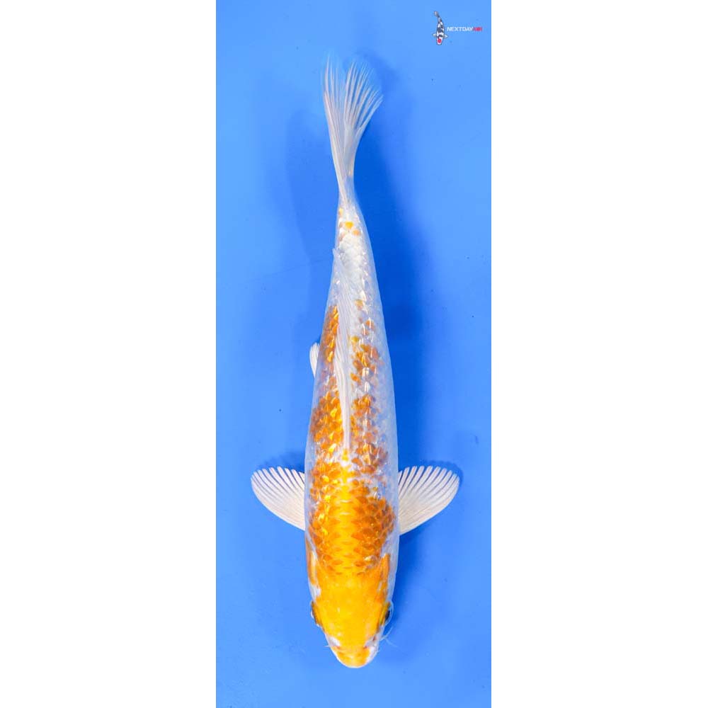 8.5” Imported Gin Rin Lemon Hariwake