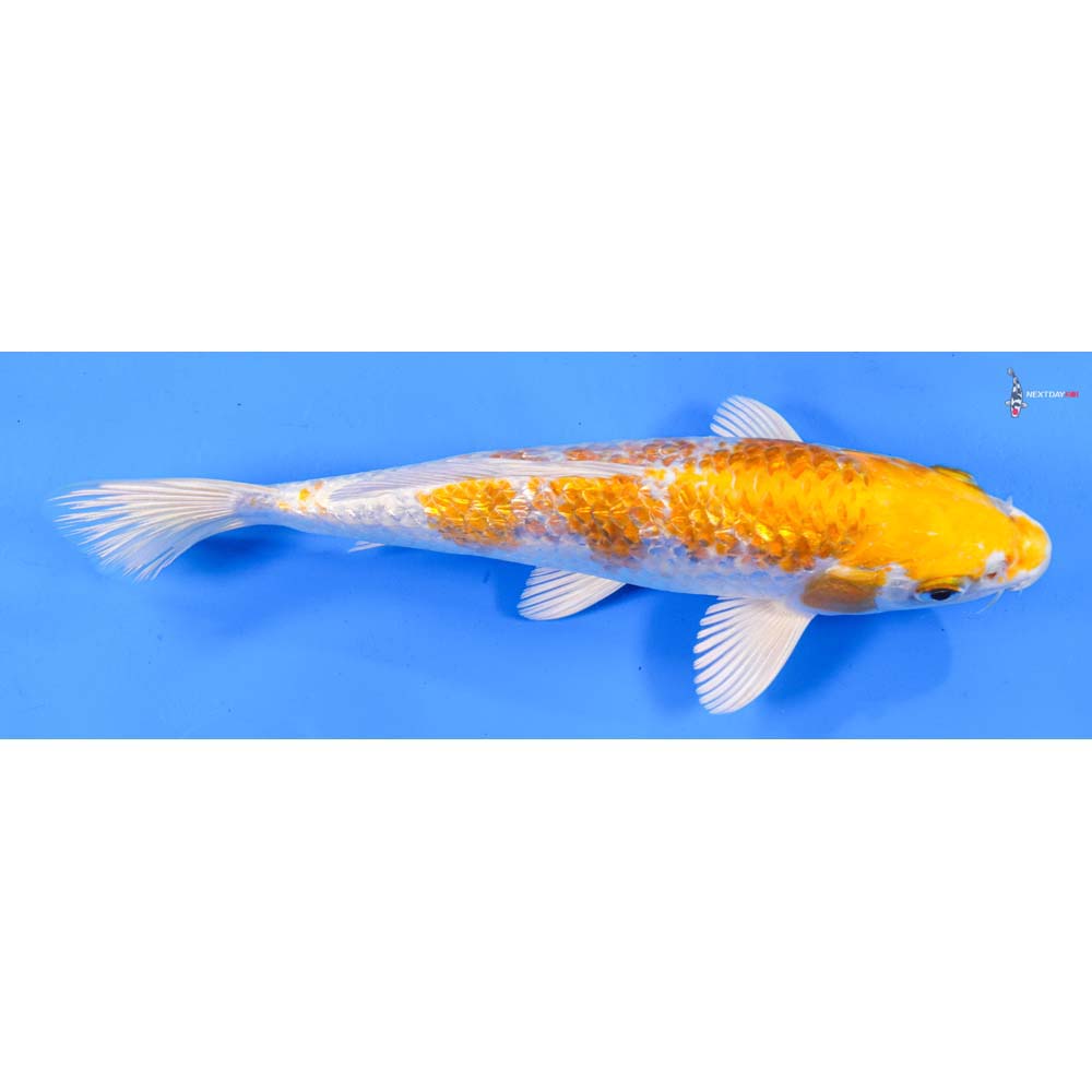 8.5” Imported Gin Rin Lemon Hariwake