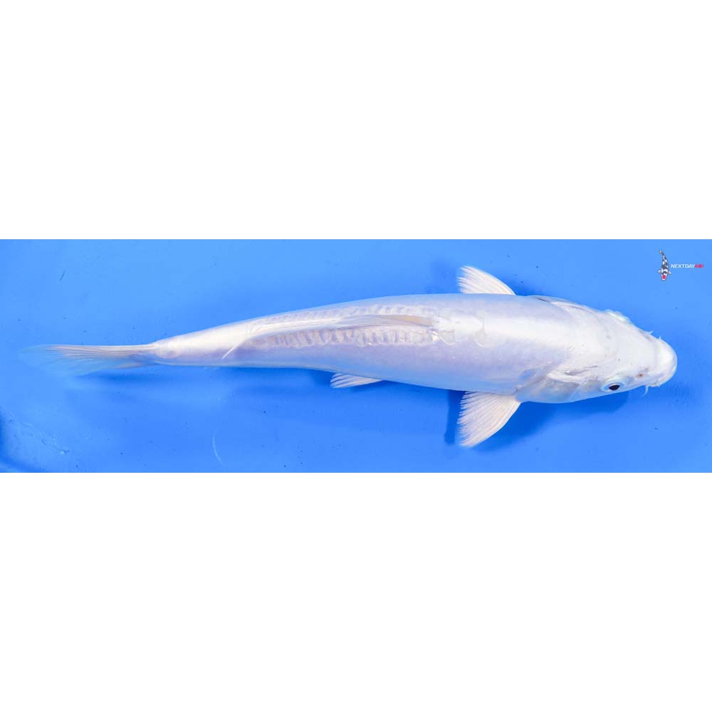 9.5” Imported Doitsu Platinum Ogon