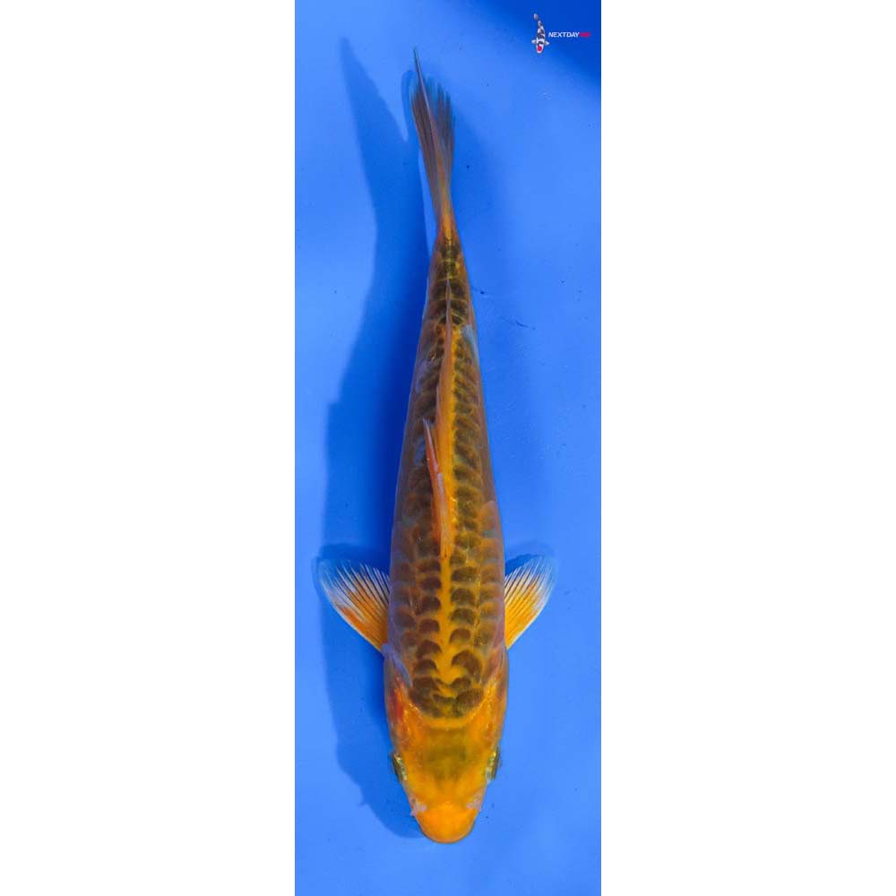 8.5” Imported Hana Shusui
