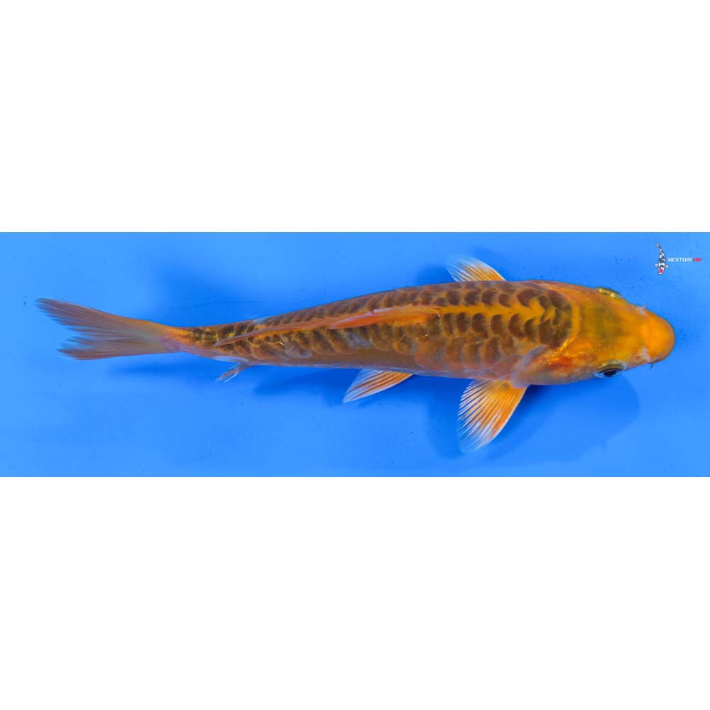8.5” Imported Hana Shusui