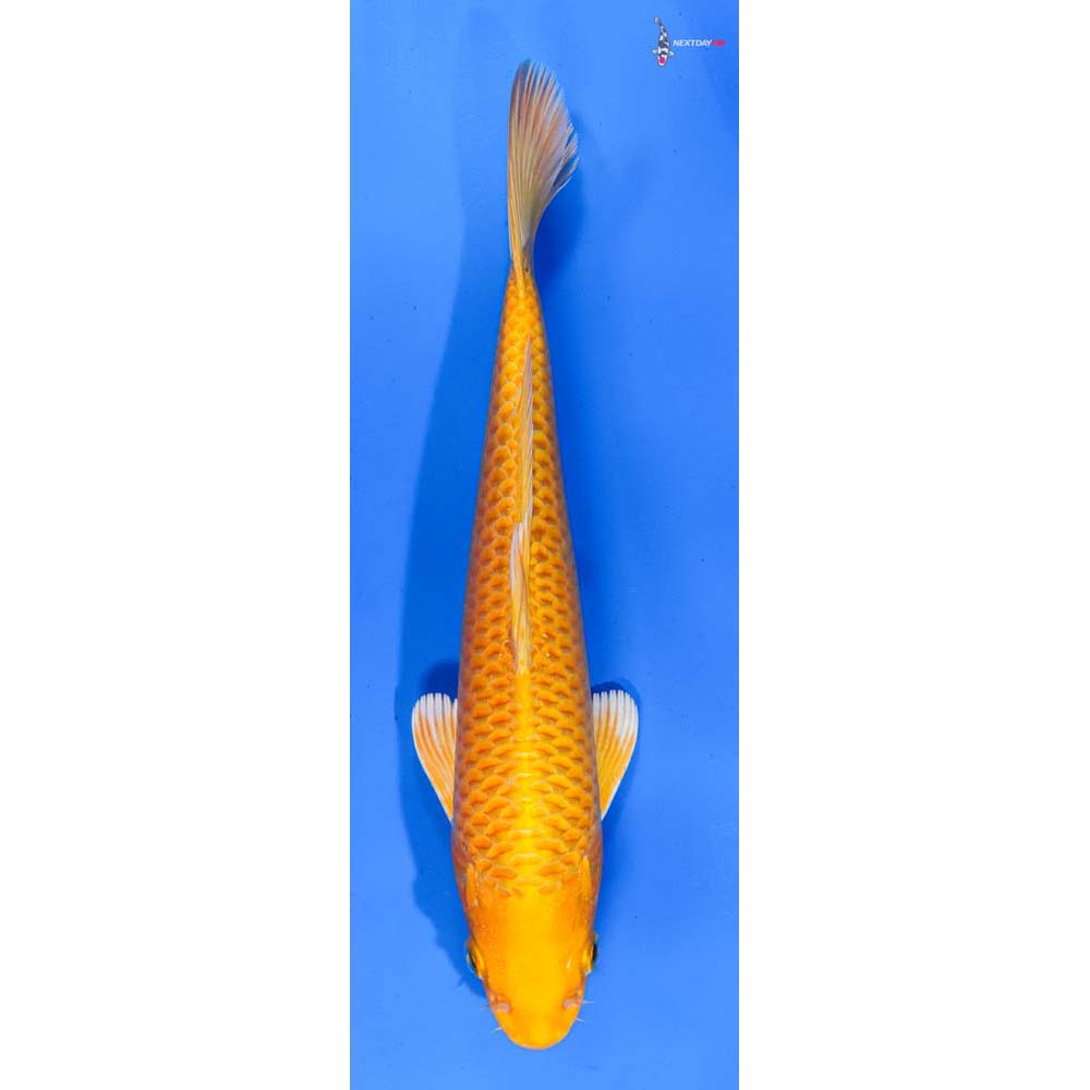 8.5” Imported Yamabuki Ogon