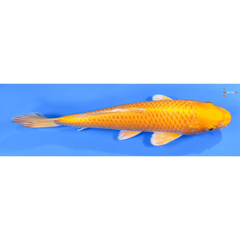 8.5” Imported Yamabuki Ogon