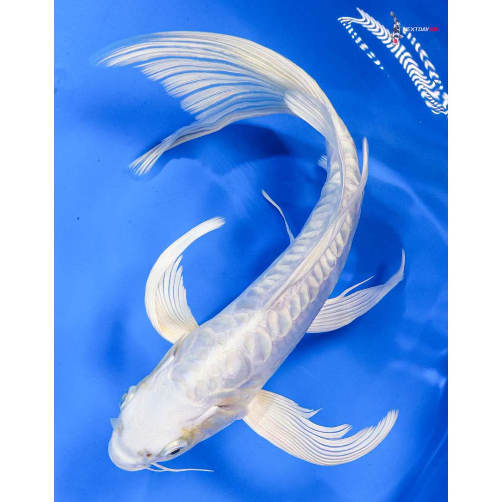 10” Imported Doitsu Lemon Hariwake Butterfly Koi