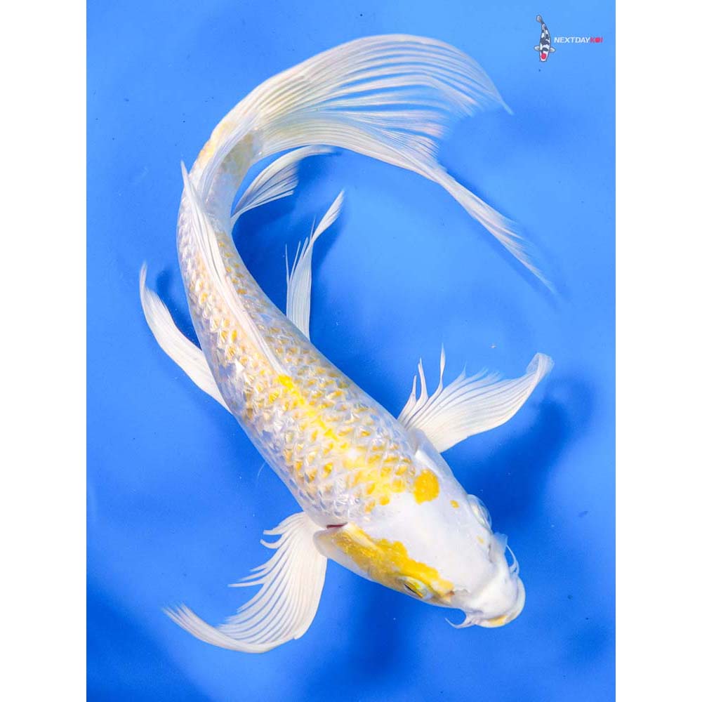 9.5” Imported Gin Rin Lemon Hariwake Butterfly Koi