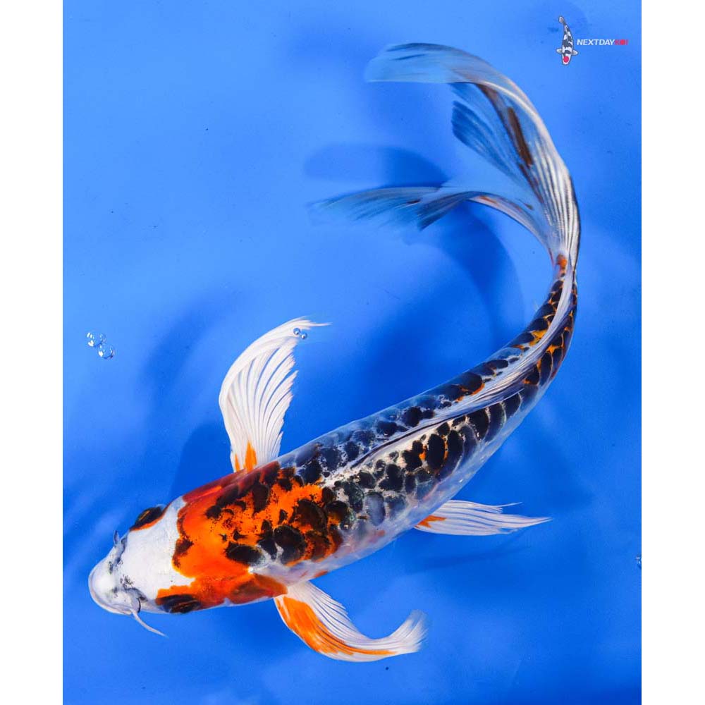 10” Imported Armor Scaled Kujaku Butterfly Koi