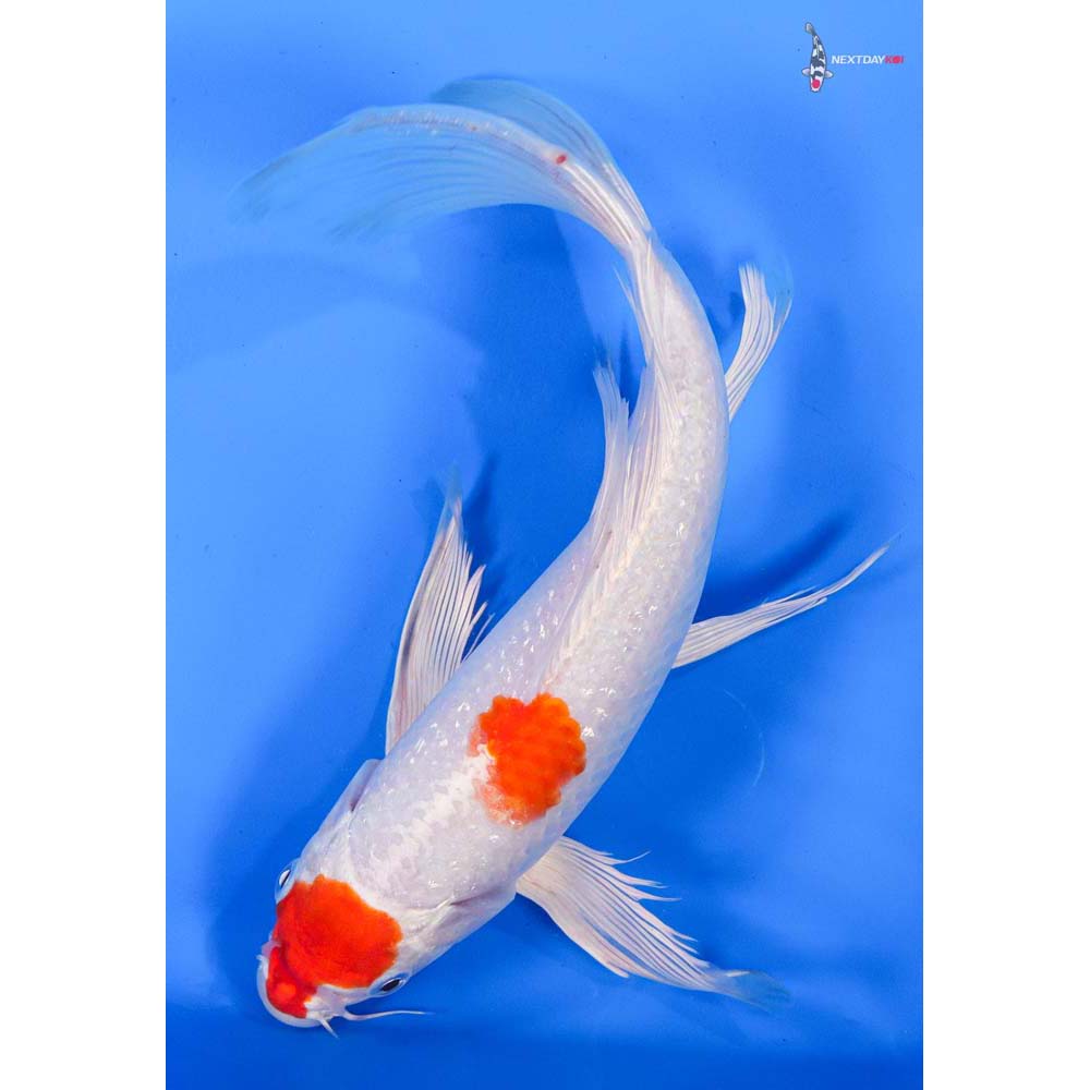 9.5” Imported Hariwake Butterfly Koi