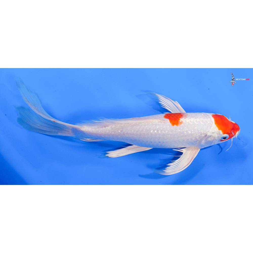 9.5” Imported Hariwake Butterfly Koi