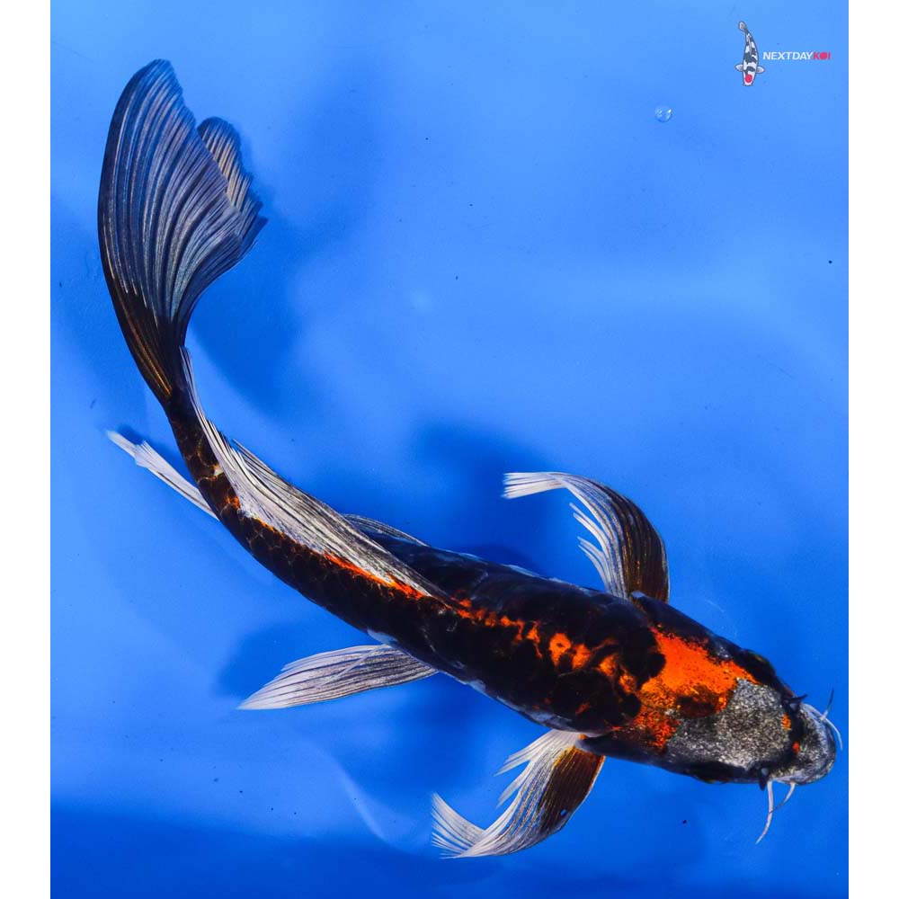 9.5” Imported Kin Kikokuryu Butterfly Koi