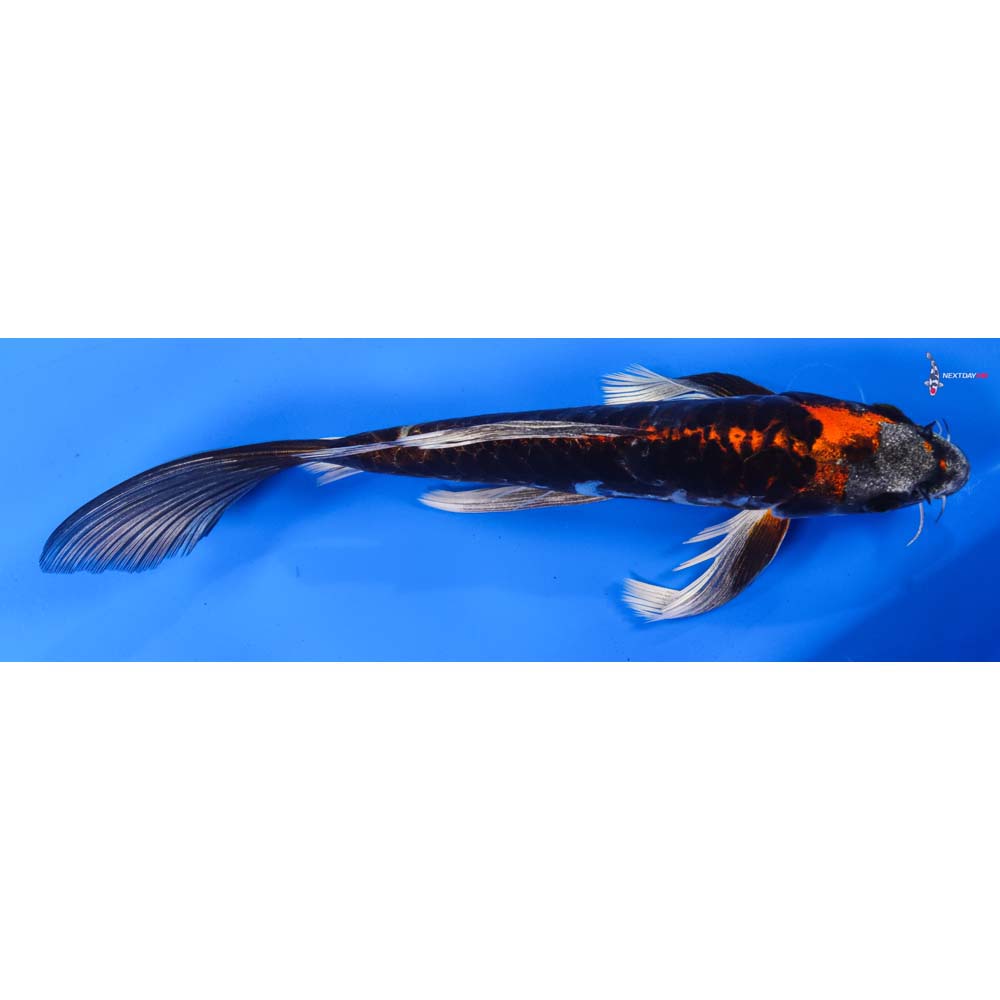 9.5” Imported Kin Kikokuryu Butterfly Koi