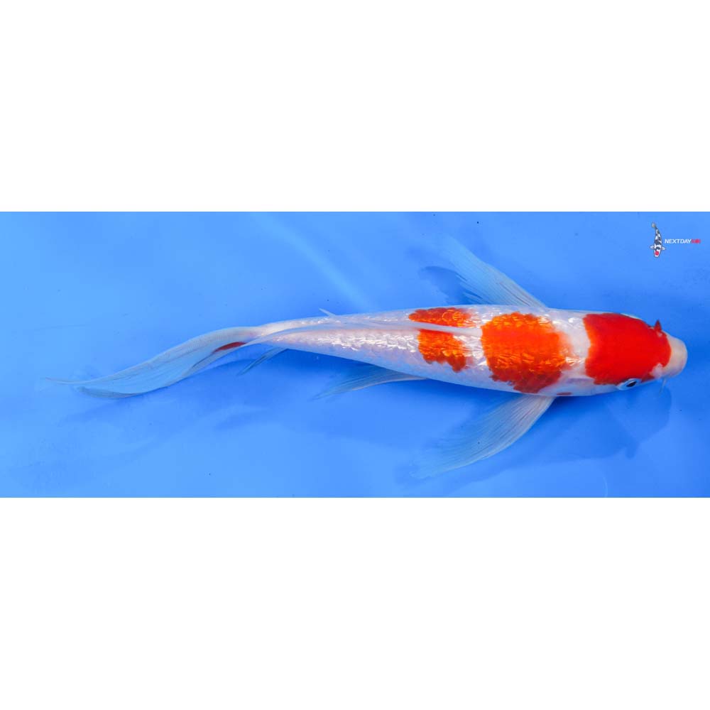 9.5” Imported Gin Rin Kohaku Butterfly Koi