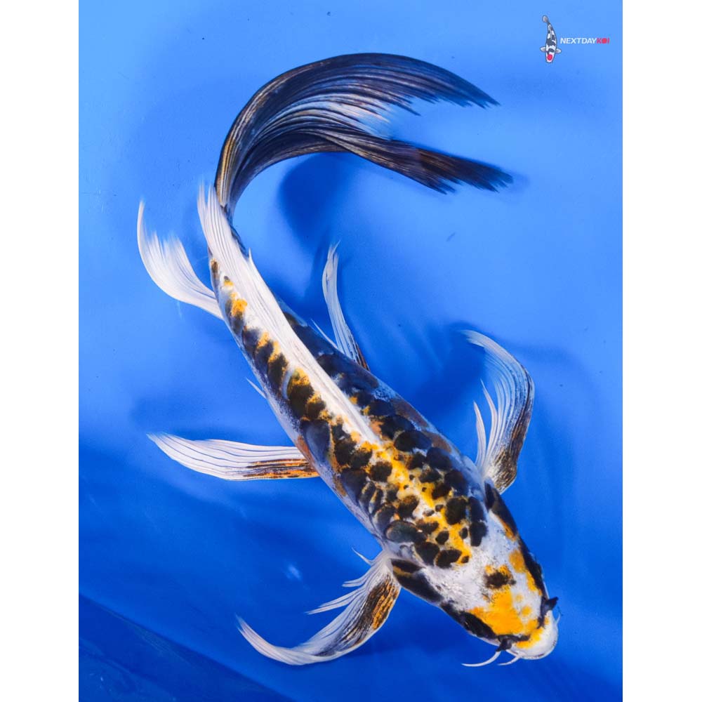 9.5” Imported Doitsu Kujaku Butterfly Koi