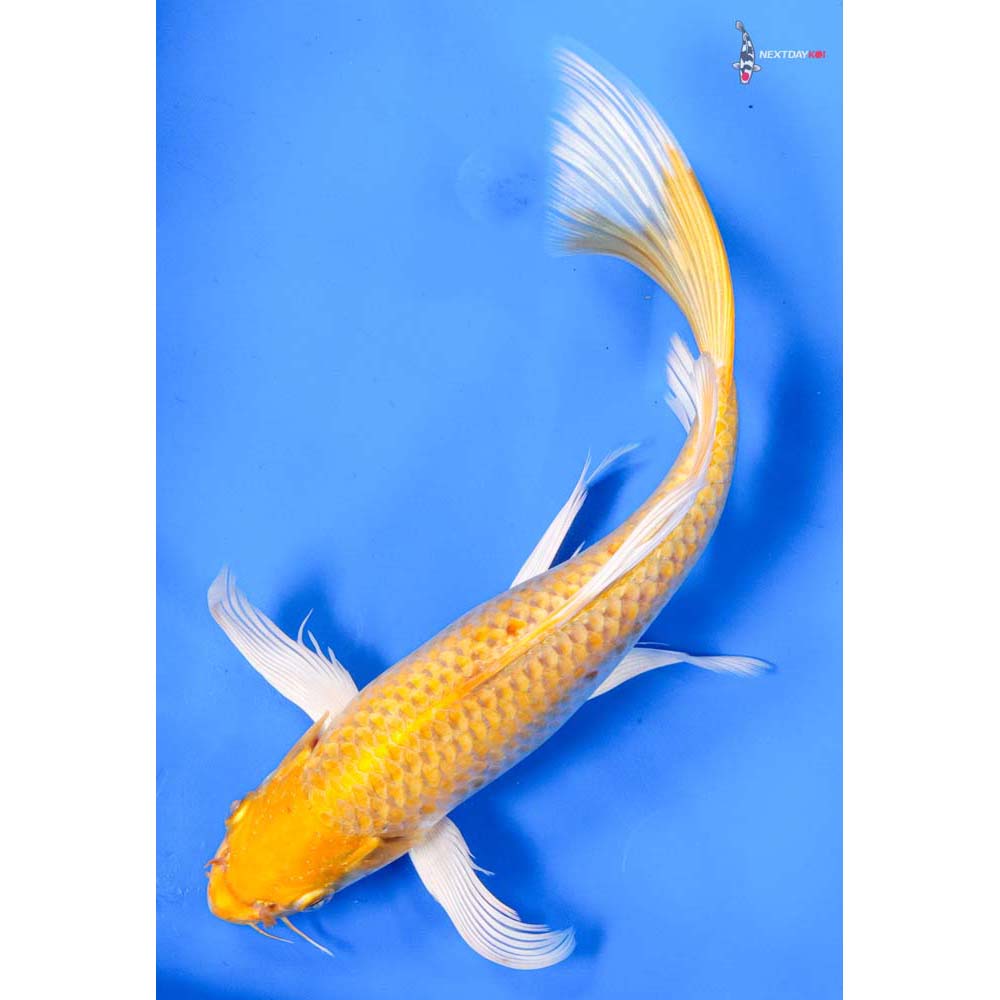 9.5” Imported Yamabuki Ogon Butterfly Koi