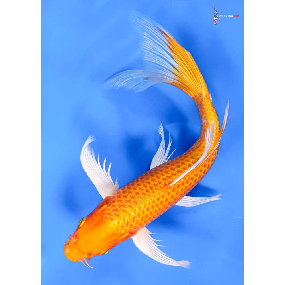9” Imported Orenji Ogon Butterfly Koi