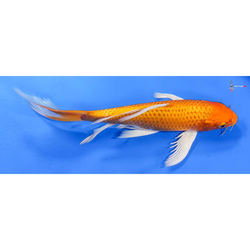 9” Imported Orenji Ogon Butterfly Koi