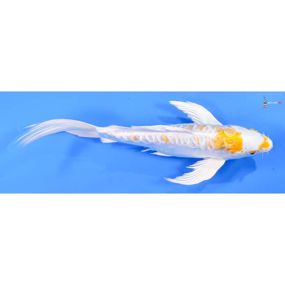10” Imported Doitsu Lemon Hariwake Butterfly Koi