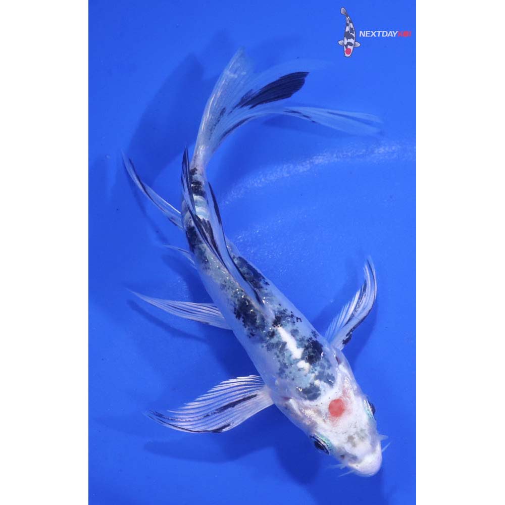 4” Imported Doitsu Gin Shiro Bekko Butterfly Koi