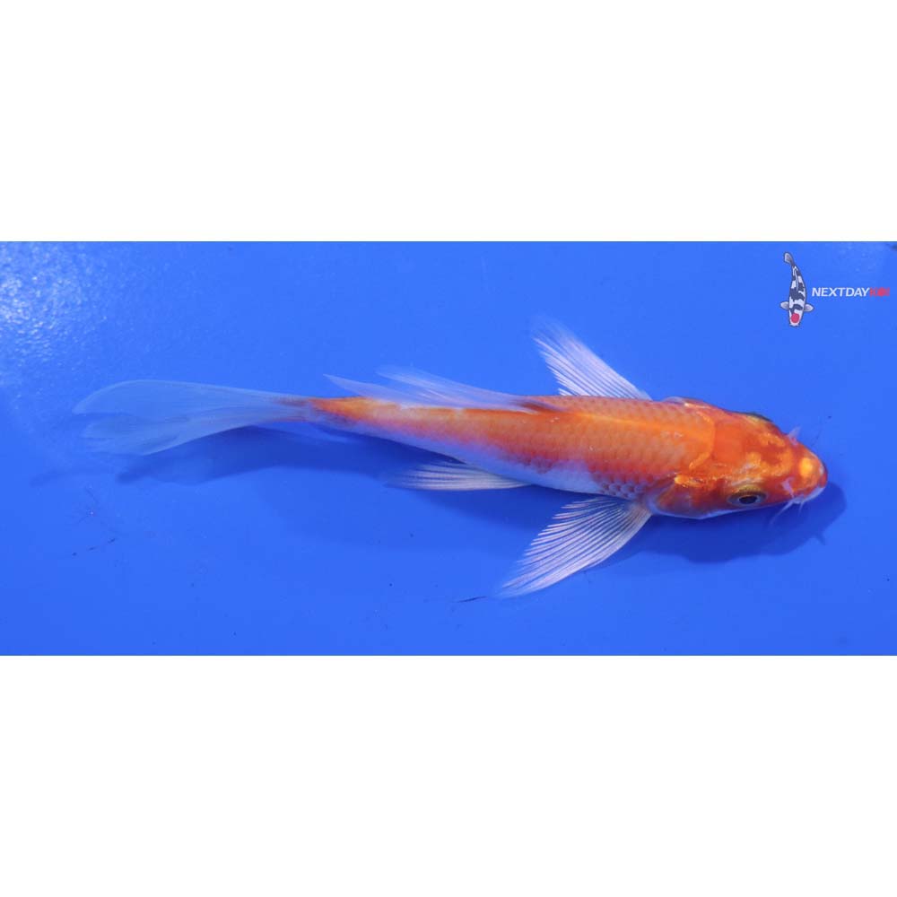 4” Imported Hariwake Butterfly Koi