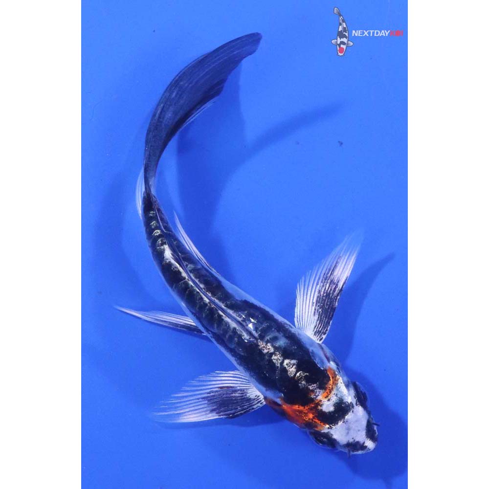 4.5” Imported Kin Kikokuryu Butterfly Koi