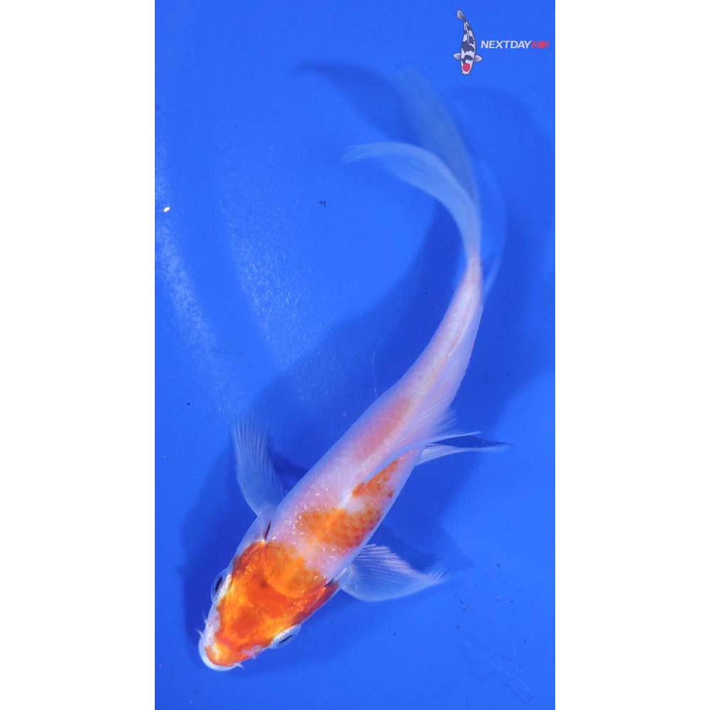 4” Imported Hariwake Butterfly Koi