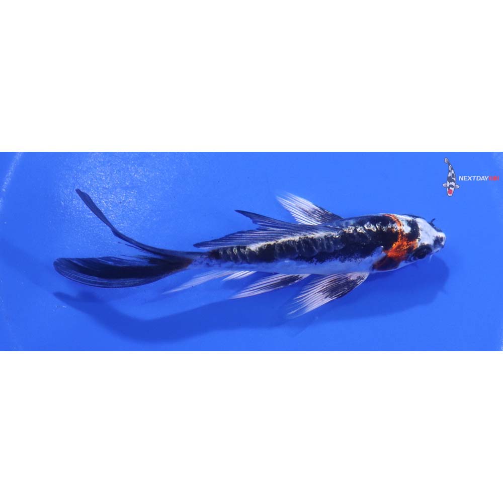 4.5” Imported Kin Kikokuryu Butterfly Koi