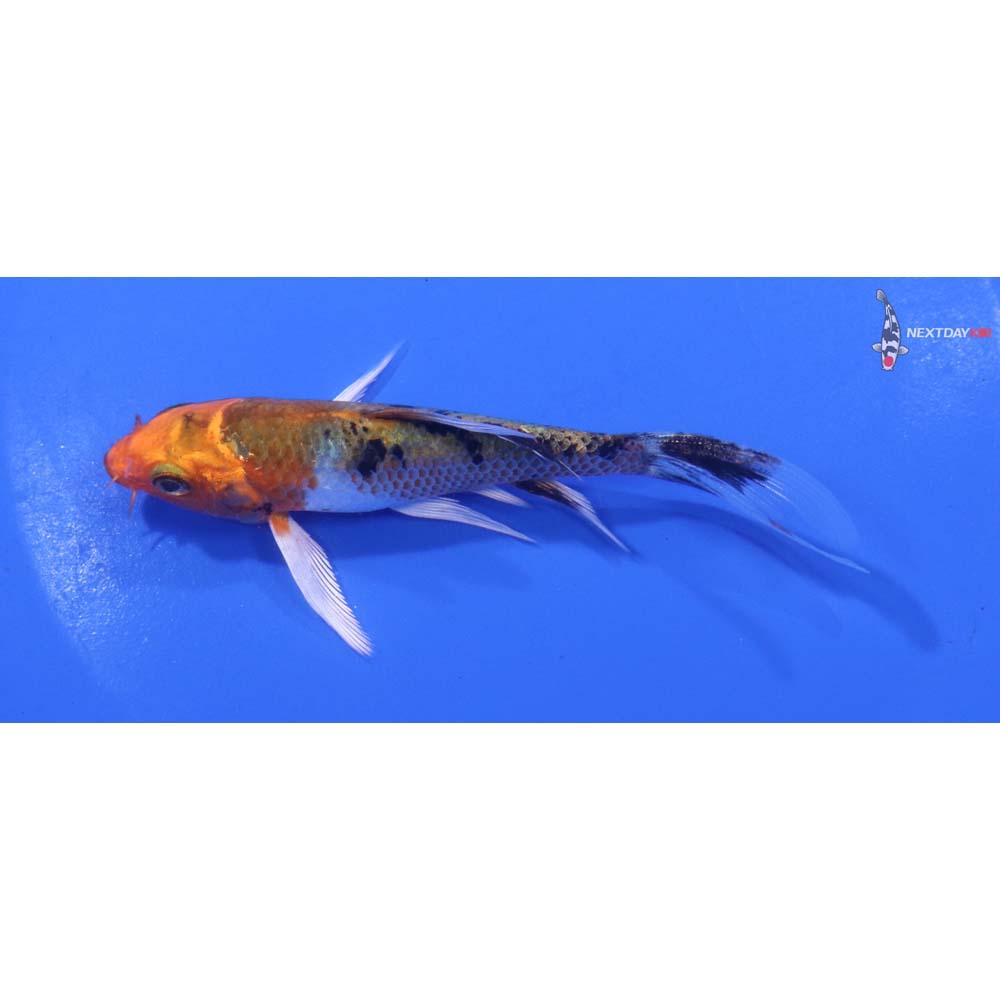 4.5” Imported Yamato Nishiki Butterfly Koi