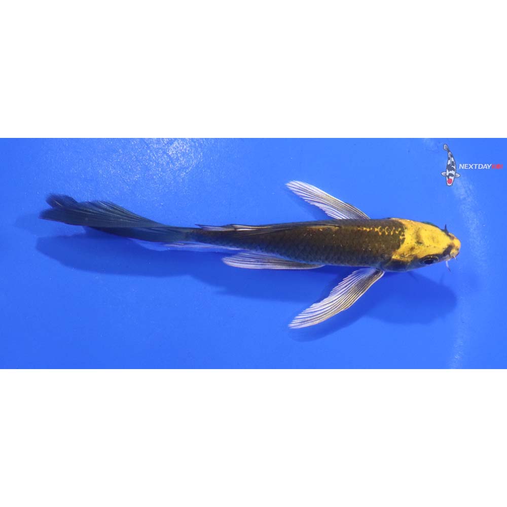 4.5” Imported Ki Matsuba Butterfly Koi