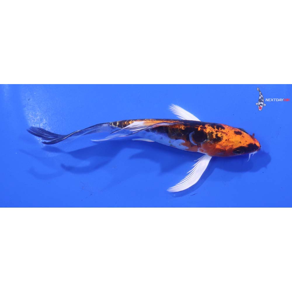 4.5” Imported Doitsu Kujaku Butterfly Koi