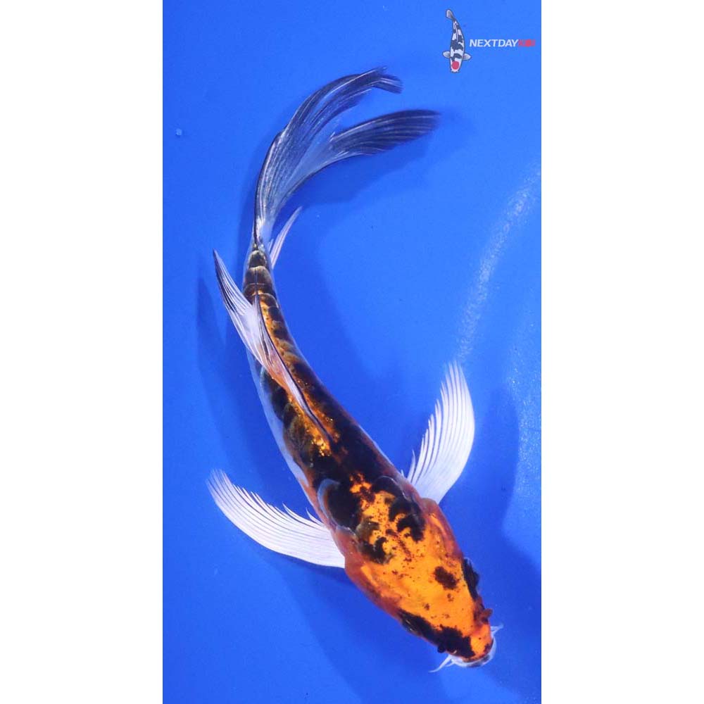 4.5” Imported Doitsu Kujaku Butterfly Koi