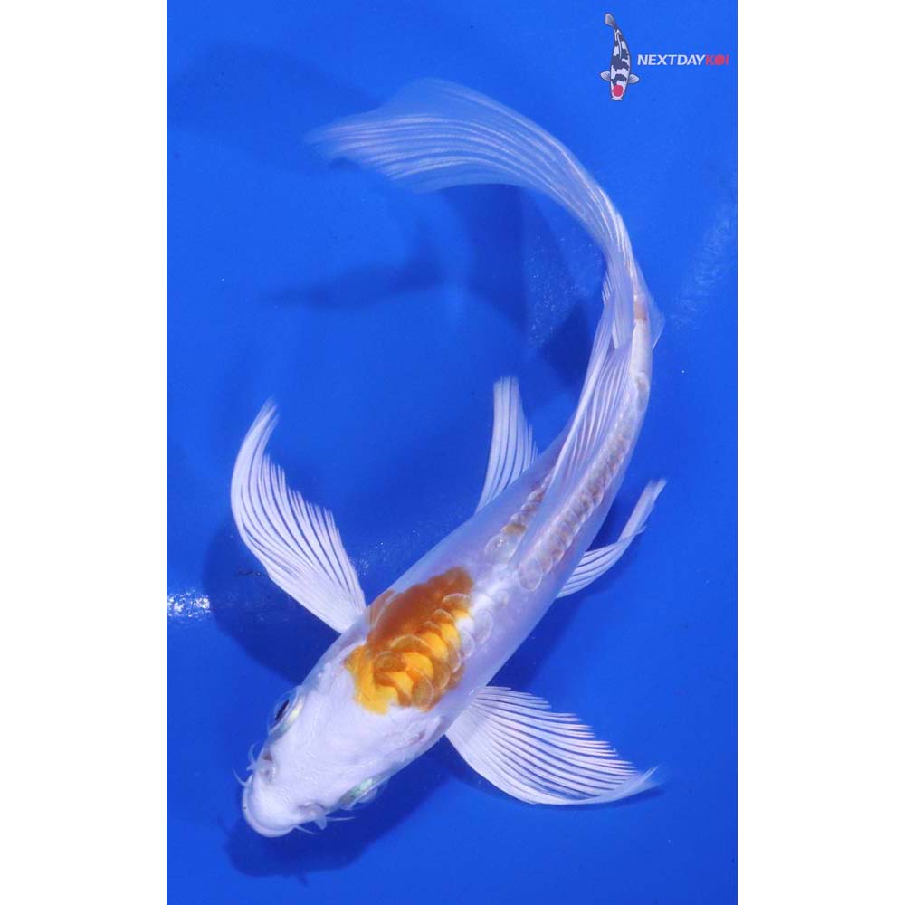 4.5” Imported Kikusui Butterfly Koi