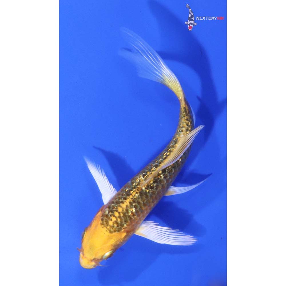 4.5” Imported Gin Rin Ki Matsuba Butterfly Koi