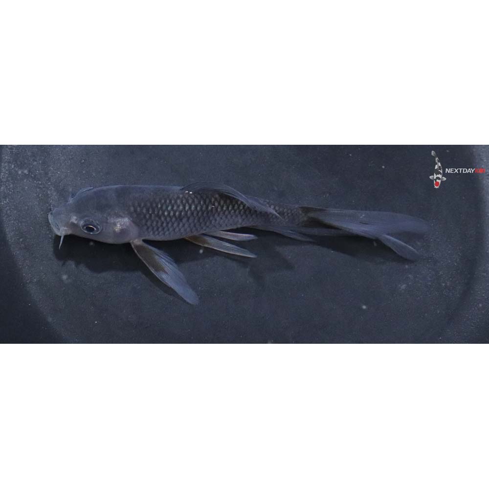 4.5” Imported Ochiba Shigure Butterfly Koi
