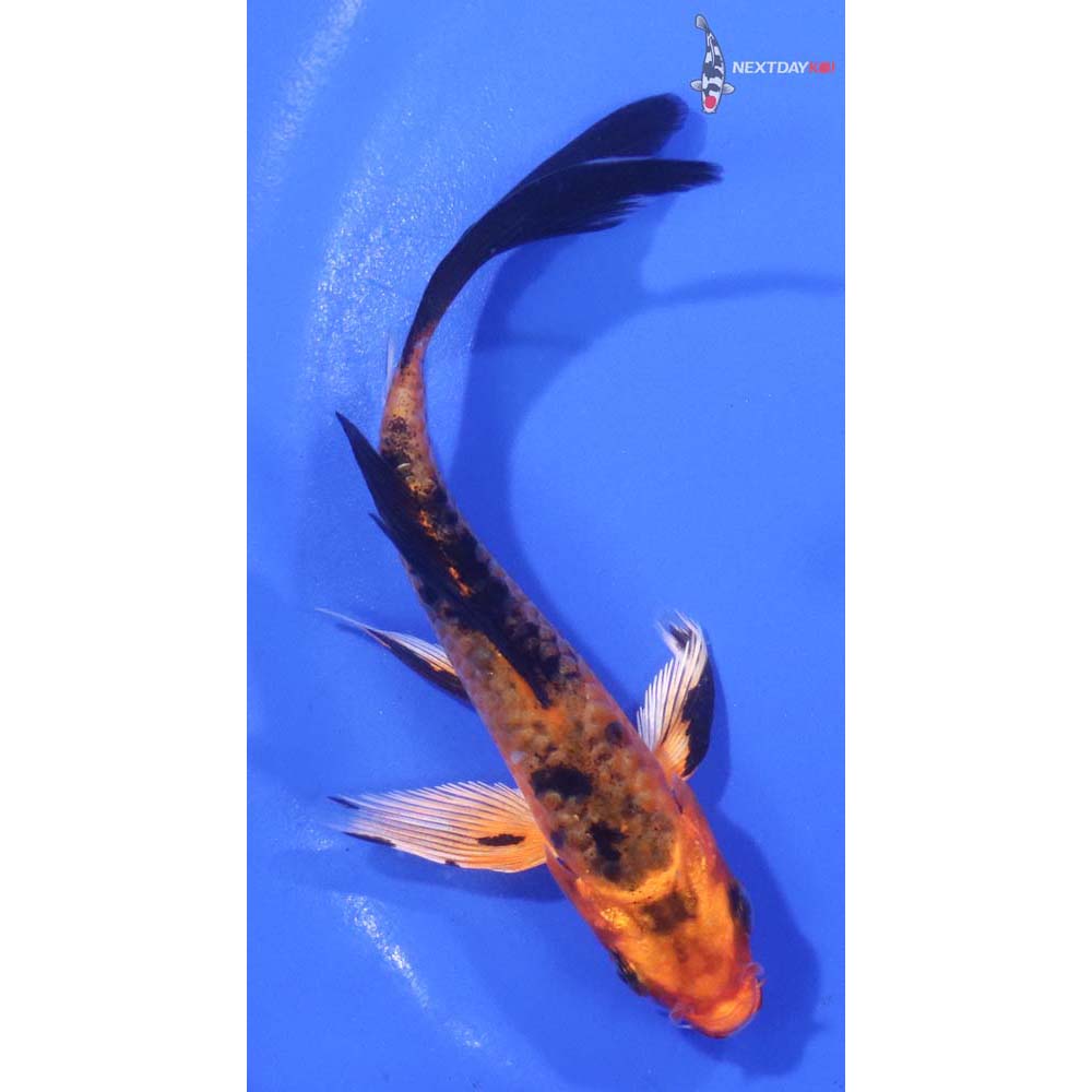 4” Imported Armor Scaled Kin Aka Bekko Butterfly Koi