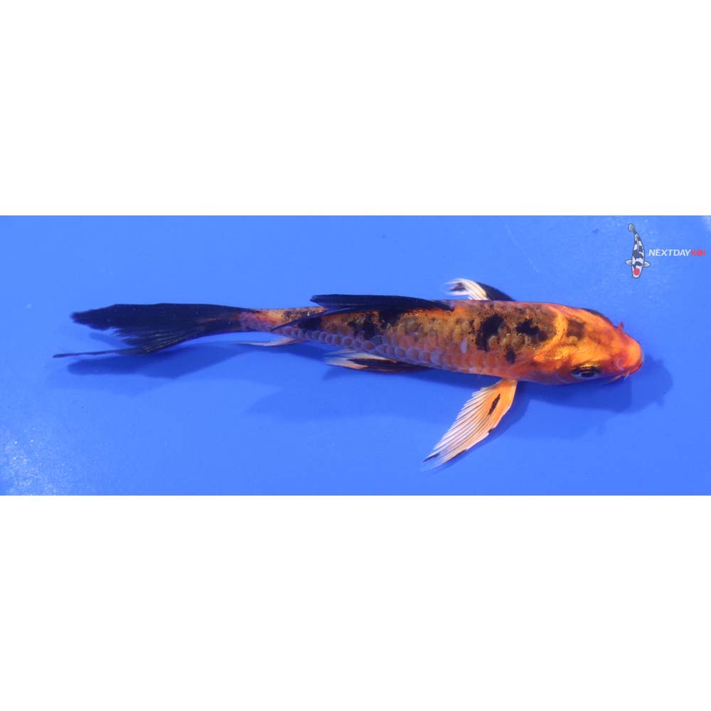 4” Imported Armor Scaled Kin Aka Bekko Butterfly Koi