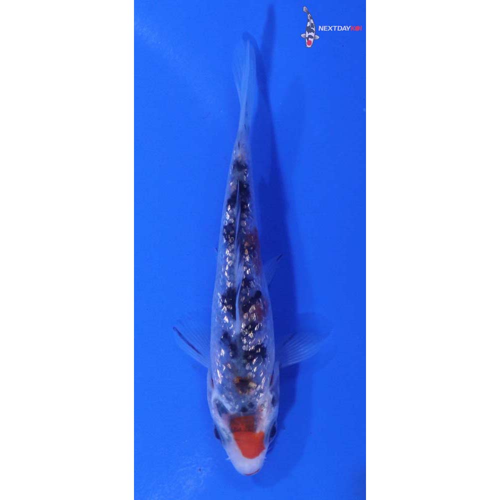 3.5” Imported Gin Rin Sanke