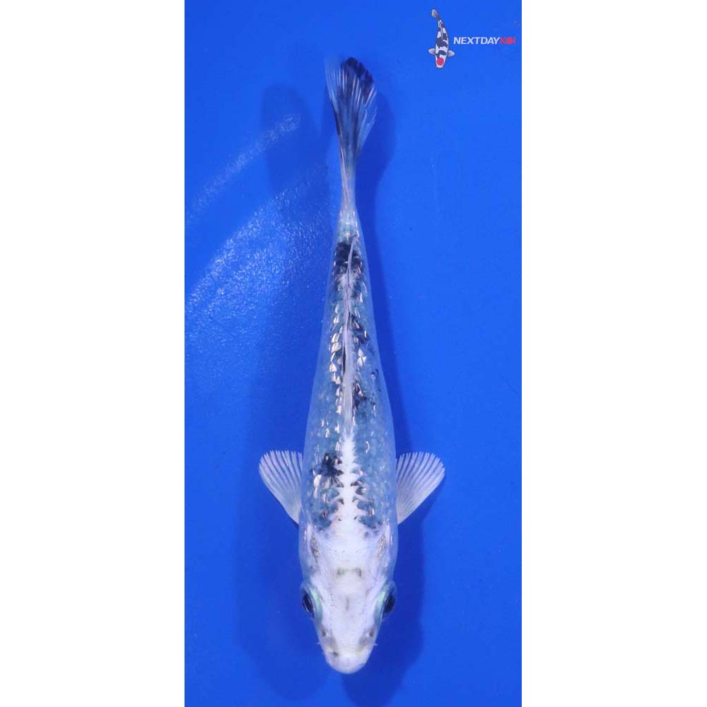 4” Imported Gin Rin Gin Shiro Bekko