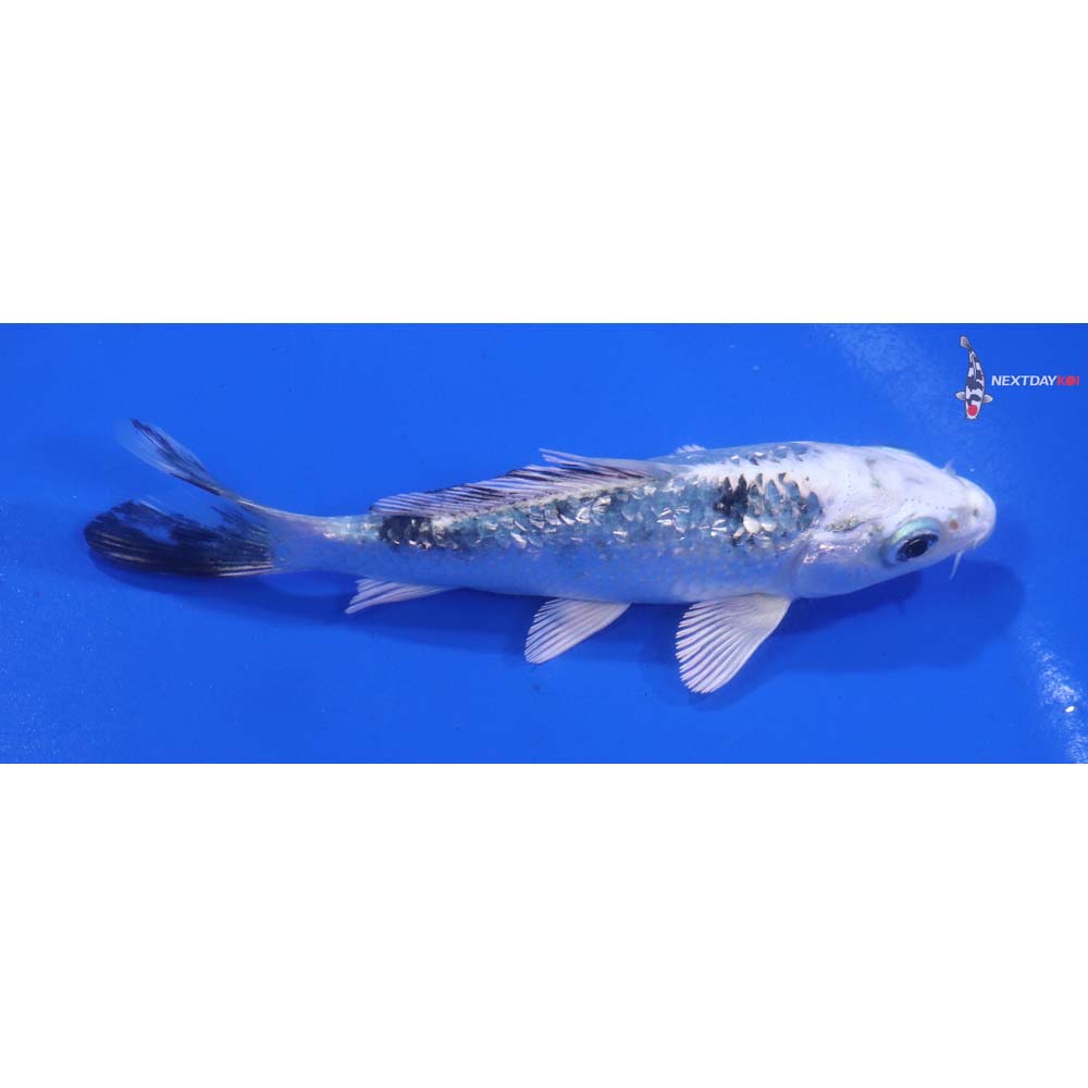 4” Imported Gin Rin Gin Shiro Bekko