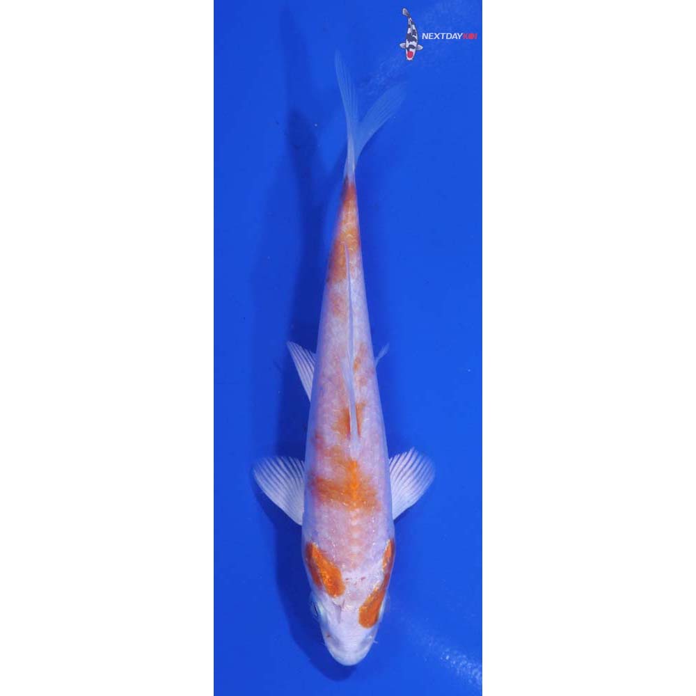 4.5” Imported Hariwake