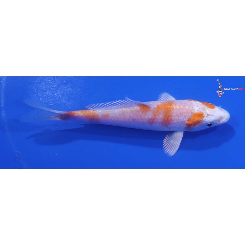 4.5” Imported Hariwake