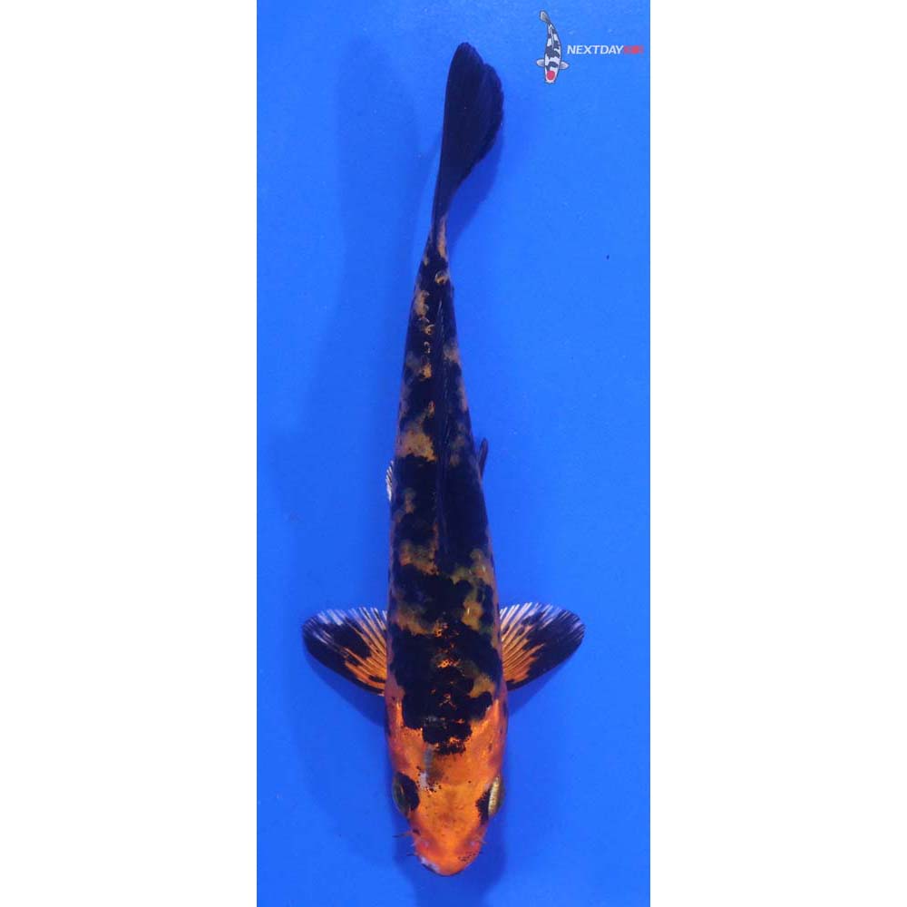 4.5” Imported Kin Aka Bekko