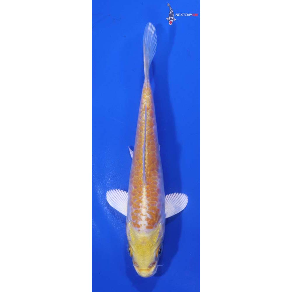 4.5” Imported Armor Scaled Lemon Hariwake