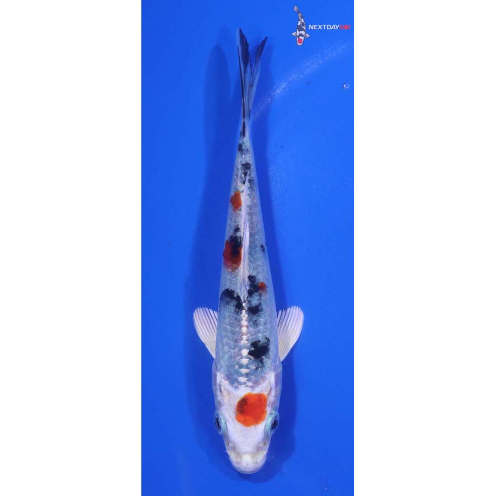 5” Imported Yamato Nishiki