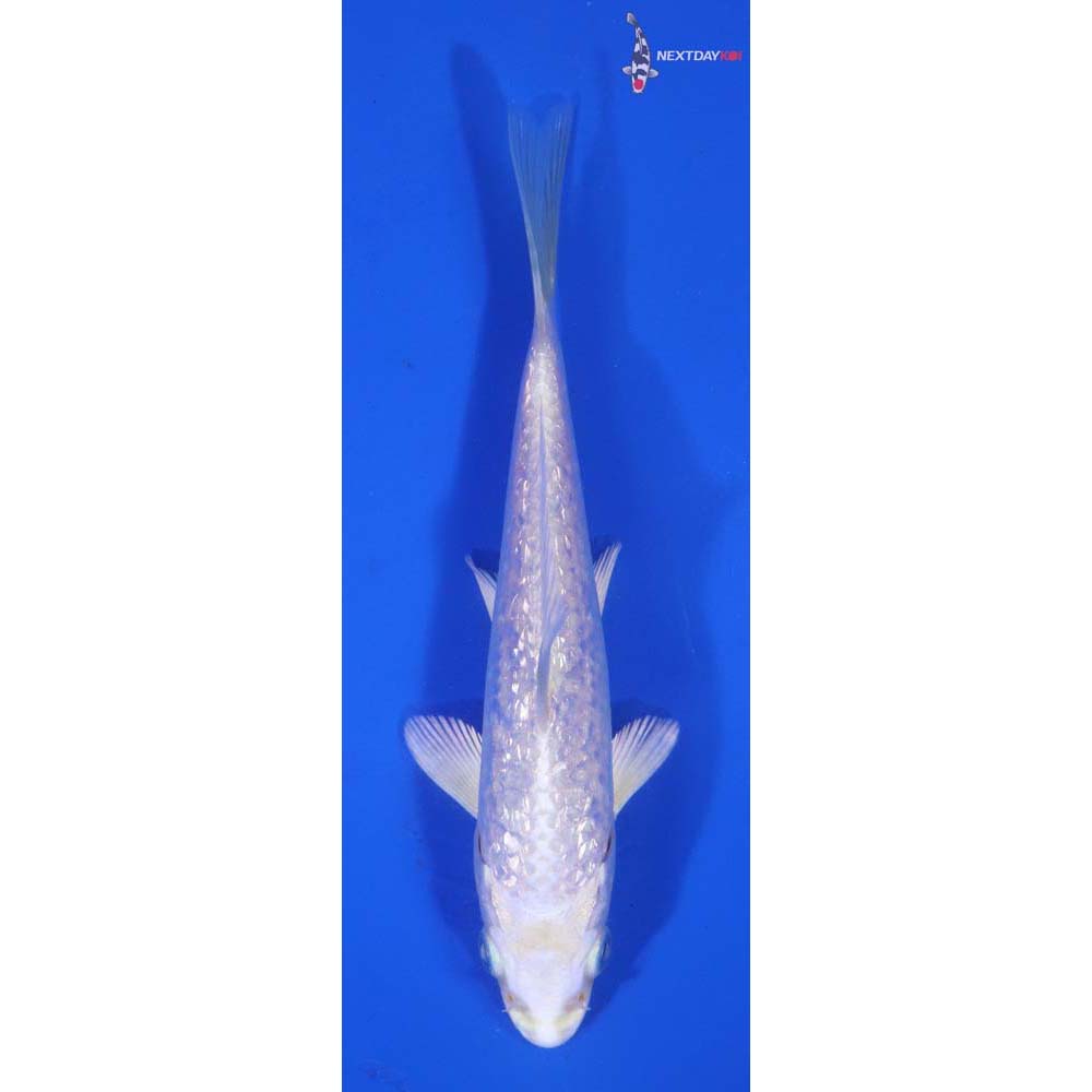 5” Imported Gin Rin Platinum Ogon
