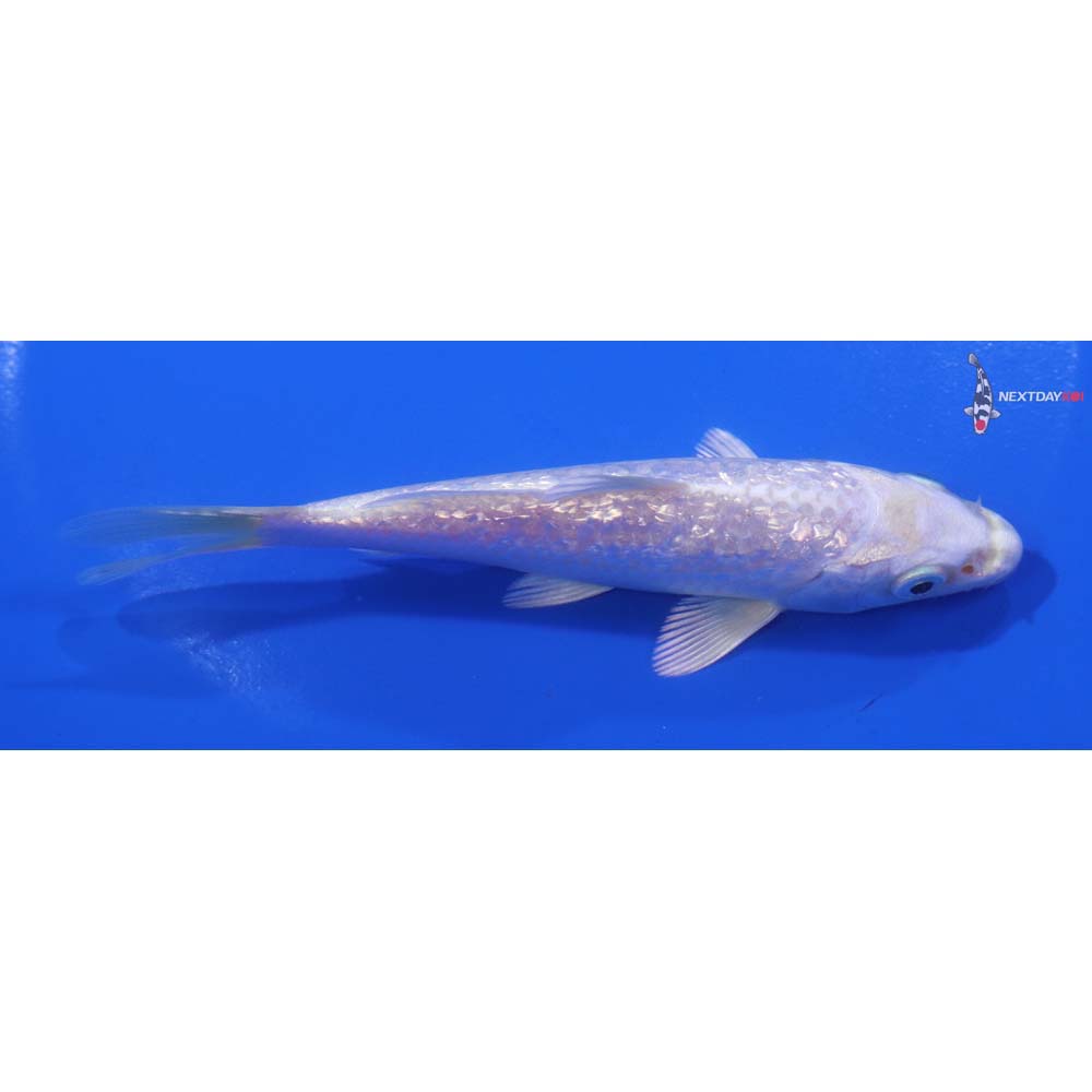 5” Imported Gin Rin Platinum Ogon