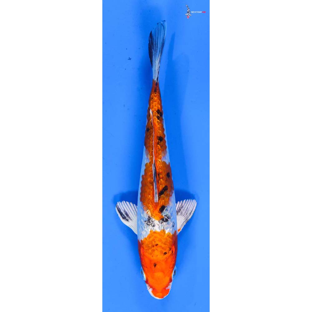 5.5” Imported Gin Rin Yamato Nishiki