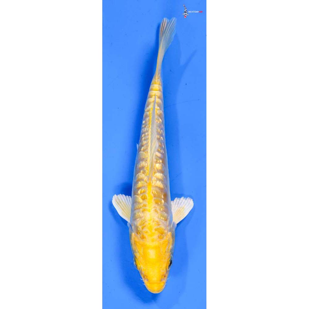 5.5” Imported Doitsu Gin Rin Yamabuki Ogon